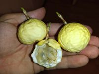 Die schmackhaften Früchte von Passiflora 'Fata Confetto'