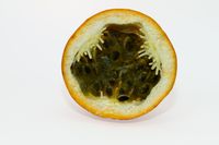 P. ligularis - ge&ouml;ffnete Frucht