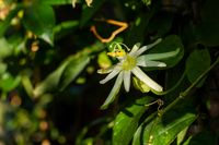 Passiflora mucronata - Bl&uuml;te