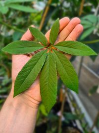 Blatt der Passiflora pedata