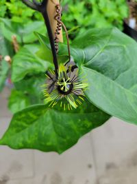 Passiflora &#039;Manta&#039;