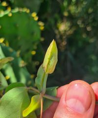 Passiflora mucronata - Bl&uuml;tenknospe
