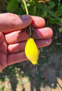 Passiflora mucronata - reife Frucht