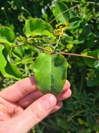 Passiflora mucronata - Laubblatt