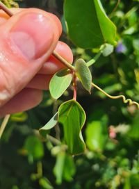 Passiflora mucronata - Nebenbl&auml;tter