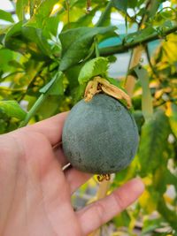 Passiflora pedata - Fruit