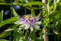 Passiflora mooreana