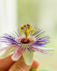 Blüte von Passiflora x allardii