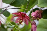 Passiflora &#039;Flying V&#039; - Bl&uuml;te